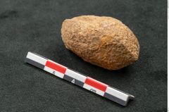 Foto (Detailansicht) von Trigonocarpus sp.  (NHMW-GEO-2024-0188-11160)